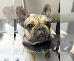 Small French Bulldog