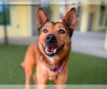 Small #1 Shiba Inu Mix