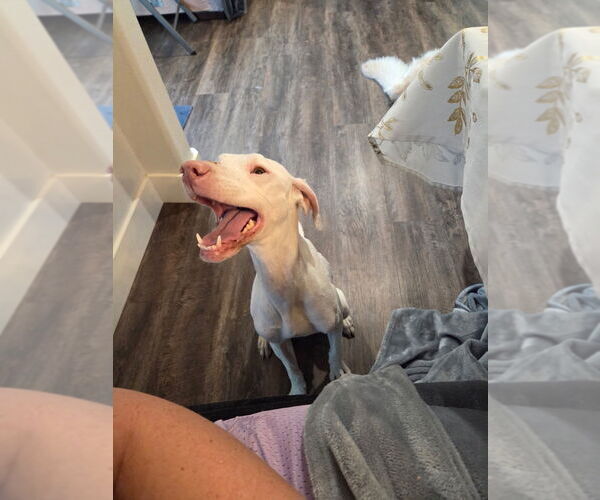 Medium Photo #2 Pointer Puppy For Sale in Claremore, OK, USA