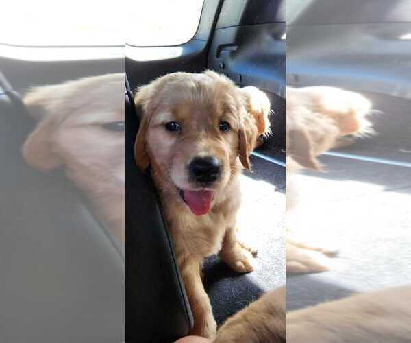 Medium Photo #26 Golden Retriever Puppy For Sale in KINGWOOD, TX, USA