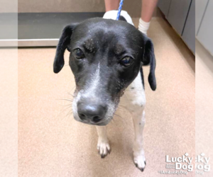 Pointer Dogs for adoption in Washington, DC, USA