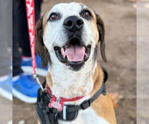 Mutt Dogs for adoption in Canton, CT, USA