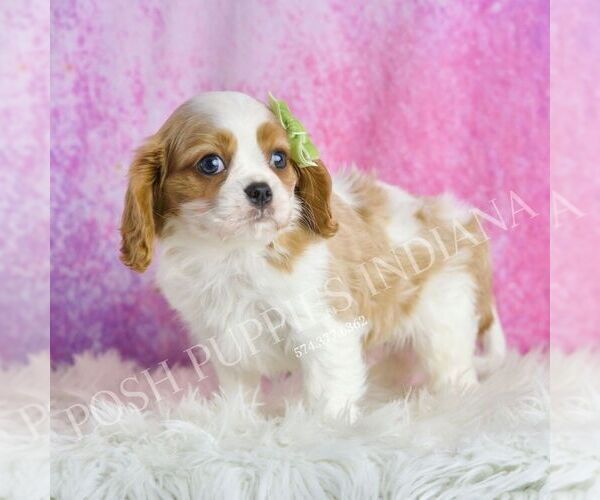 Medium Photo #1 Cavalier King Charles Spaniel Puppy For Sale in WARSAW, IN, USA
