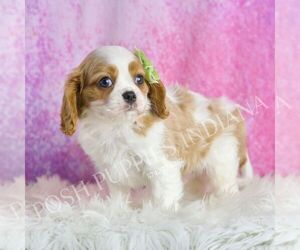 Cavalier King Charles Spaniel Puppy for sale in WARSAW, IN, USA