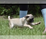 Small #2 Pug