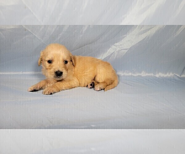 Medium Photo #7 Golden Retriever Puppy For Sale in FALCON, CO, USA