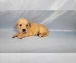 Small Photo #18 Golden Retriever Puppy For Sale in FALCON, CO, USA