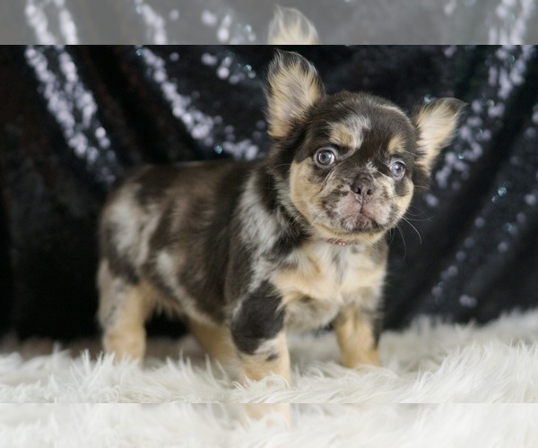 Medium Photo #105 French Bulldog Puppy For Sale in WARSAW, IN, USA