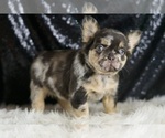 Small Photo #105 French Bulldog Puppy For Sale in WARSAW, IN, USA