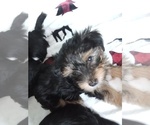 Puppy GiGi Morkie-Yorkshire Terrier Mix
