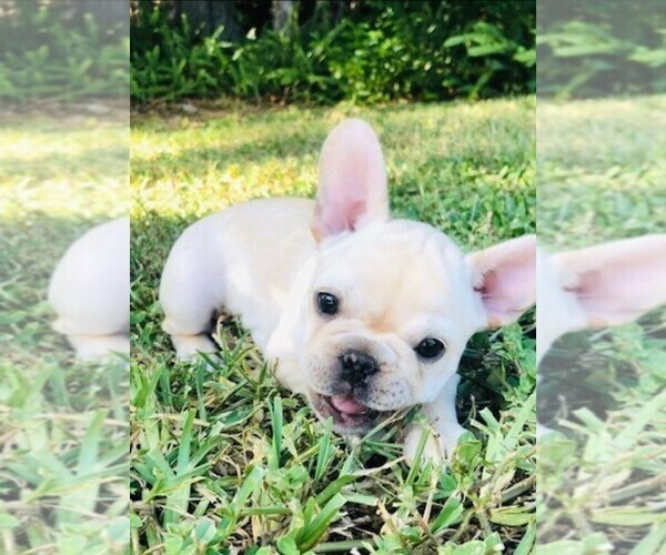 Medium Photo #5 French Bulldog Puppy For Sale in CLEARWATER, FL, USA