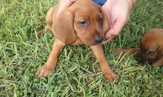 Redbone Coonhound Puppy for sale in AUTRYVILLE, NC, USA
