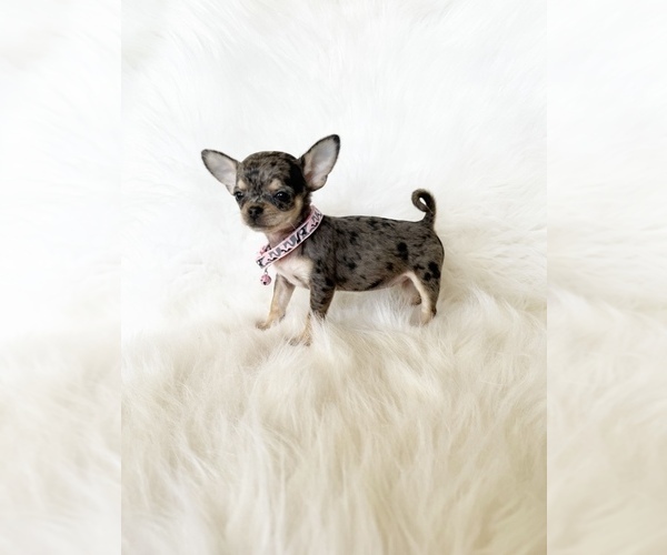 Medium Photo #5 Chihuahua Puppy For Sale in SACRAMENTO, CA, USA