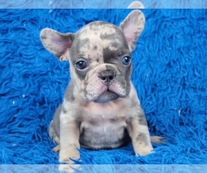 French Bulldog Puppy for sale in BOSTON, MA, USA