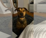 Small #3 American Pit Bull Terrier Mix