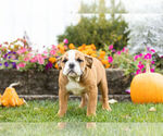 Small Photo #1 Beabull Puppy For Sale in NAPPANEE, IN, USA