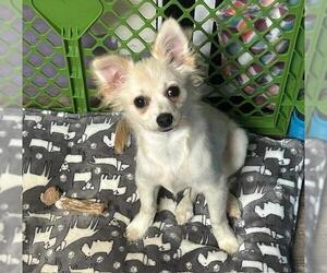 Chihuahua-Unknown Mix Dogs for adoption in Spring Lake, NJ, USA