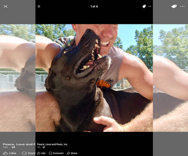 Medium Photo #8 Mutt Puppy For Sale in Myrtle Beach, SC, USA