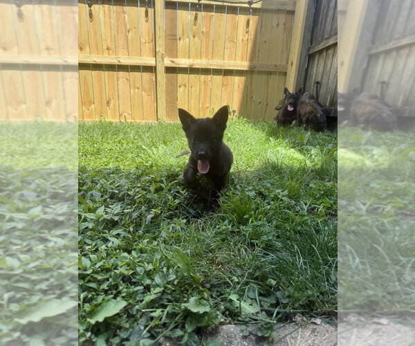 Medium Photo #3 German Shepherd Dog-Unknown Mix Puppy For Sale in Aurora, IN, USA