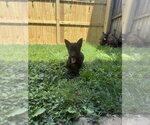 Small #2 German Shepherd Dog Mix
