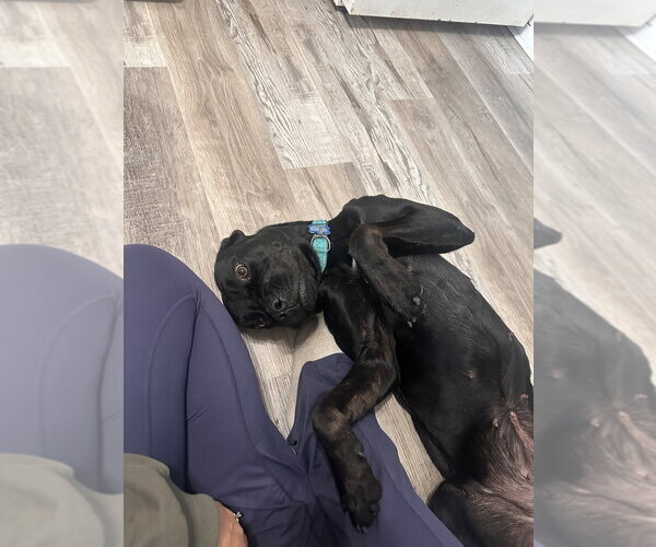 Medium Photo #3 Labrador Retriever-Unknown Mix Puppy For Sale in Springdale, PA, USA