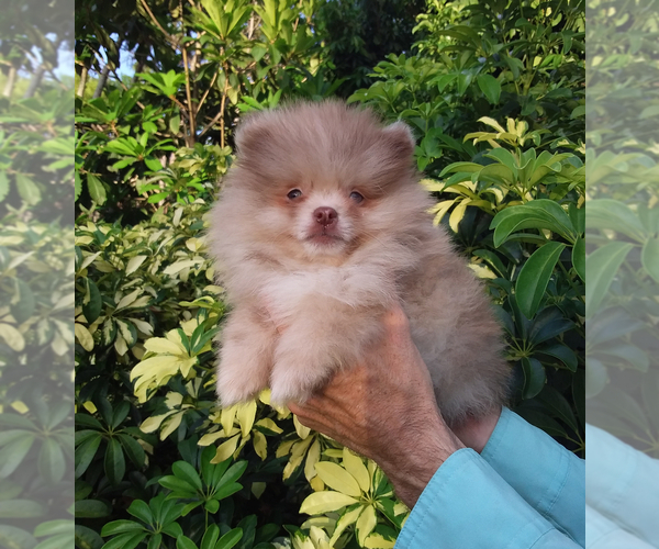 Medium Photo #8 Pomeranian Puppy For Sale in WEST PALM BEACH, FL, USA