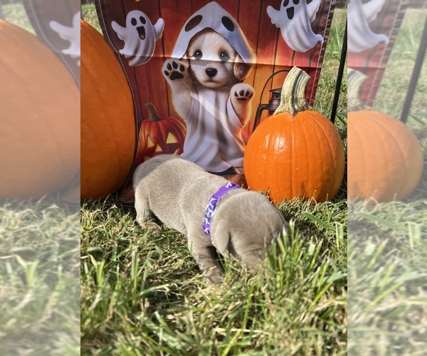 Medium Photo #4 Labrador Retriever Puppy For Sale in NEOLA, WV, USA