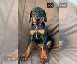 Small #2 Doberman Pinscher