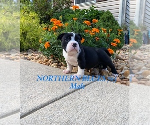 American Bully Puppy for sale in COLONIAL BEACH, VA, USA