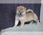 Small Photo #5 Shiba Inu Puppy For Sale in WASHINGTON, DC, USA