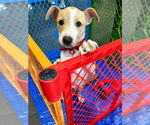 Small #3 American Pit Bull Terrier-Chihuahua Mix