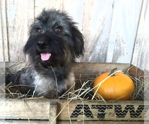 Pom-A-Poo-Unknown Mix Puppy for sale in CADIZ, KY, USA