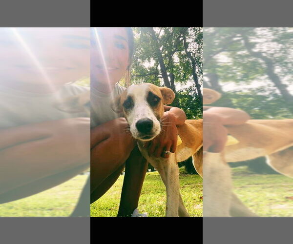 Medium Photo #4 Mutt Puppy For Sale in FRAMINGHAM, MA, USA