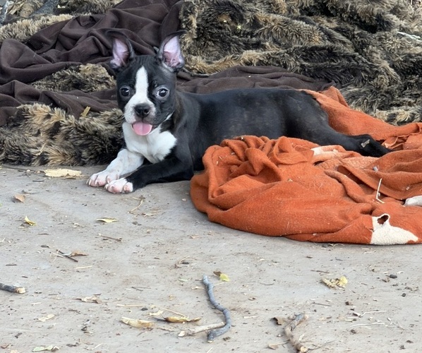 Medium Photo #1 Boston Terrier Puppy For Sale in ABILENE, TX, USA