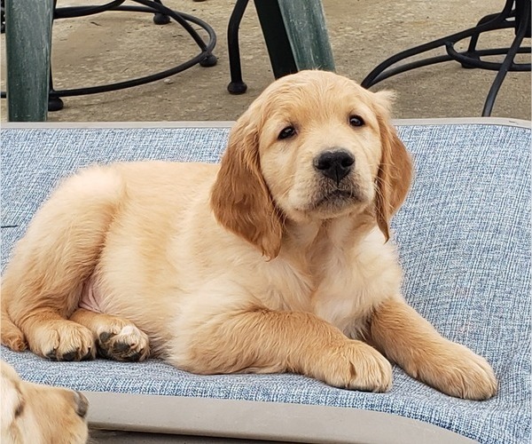 Medium Photo #1 Golden Retriever Puppy For Sale in CUB RUN, KY, USA