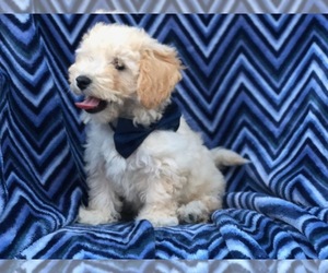 Poochon Puppy for sale in QUARRYVILLE, PA, USA