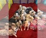 Small Dalmatian