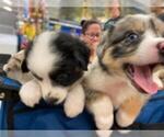 Small Photo #10 Australian Shepherd Puppy For Sale in HANOVER PARK, IL, USA