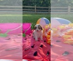 Small Photo #7 Pyredoodle Puppy For Sale in TRENTON, GA, USA