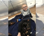 Small Photo #28 Doberman Pinscher Puppy For Sale in MACUNGIE, PA, USA