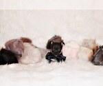 Small Photo #44 Chihuahua Puppy For Sale in CHARLESTON, AR, USA