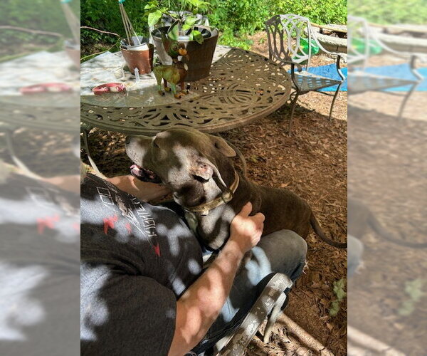 Medium Photo #7 American Pit Bull Terrier-Staffordshire Bull Terrier Mix Puppy For Sale in Atlanta, GA, USA