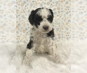 Poodle (Miniature) Puppy for sale in FREDERICKSBURG, OH, USA