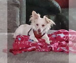 Small Photo #2 Chion Puppy For Sale in San Francisco, CA, USA
