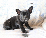 Small Photo #3 Faux Frenchbo Bulldog Puppy For Sale in SHILOH, OH, USA