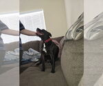 Small #1 American Pit Bull Terrier-Labrador Retriever Mix