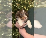Puppy Mudslide Australian Shepherd