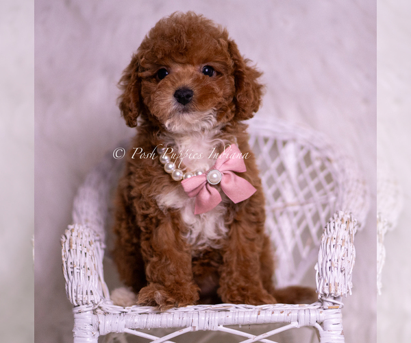 Medium Photo #5 Maltipoo (Miniature) Puppy For Sale in WARSAW, IN, USA