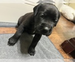 Puppy Purple Cane Corso