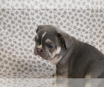 Small #2 French Bulldog